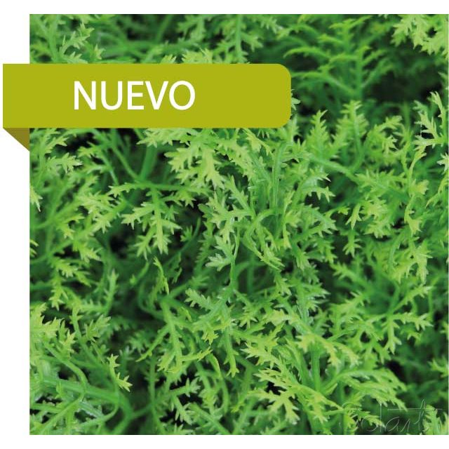 Musgo Alpino Solart