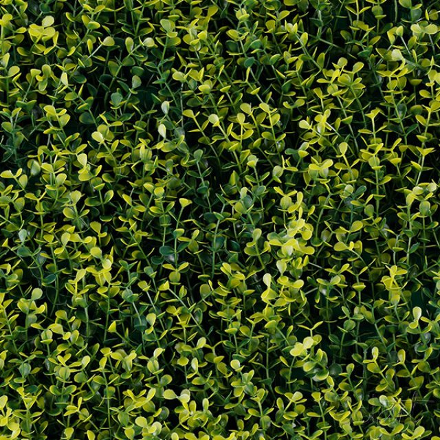Yellow Boxus Solart