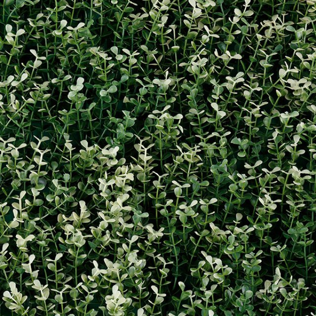 White Boxus Solart