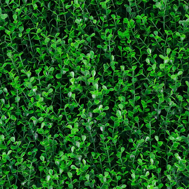 Spring Boxus Solart