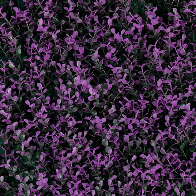 Purple Boxus Solart