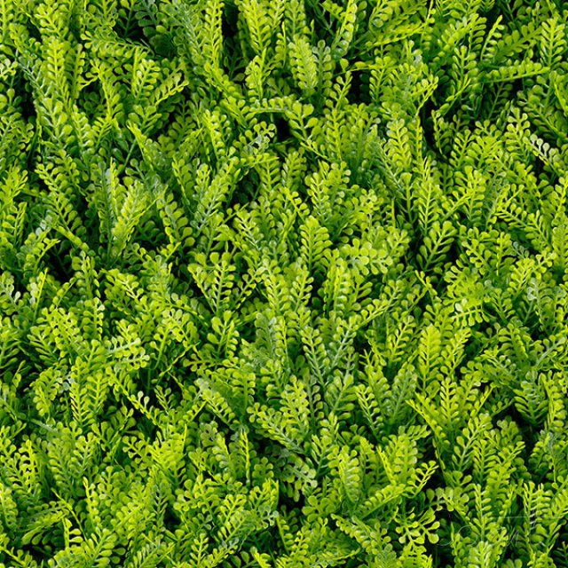 Fern Solart