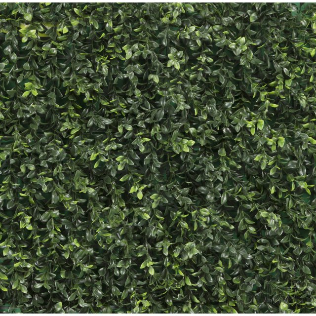 Boxwood Solart