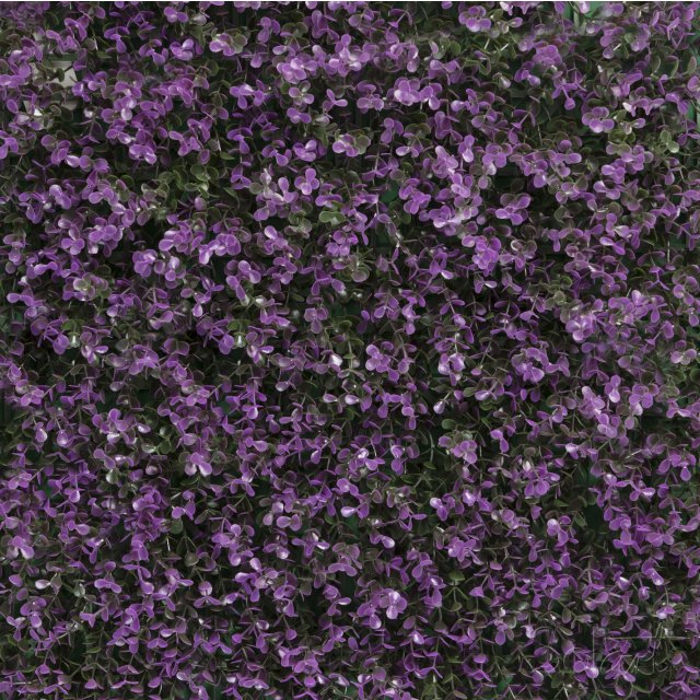 Arrayán Morado Solart