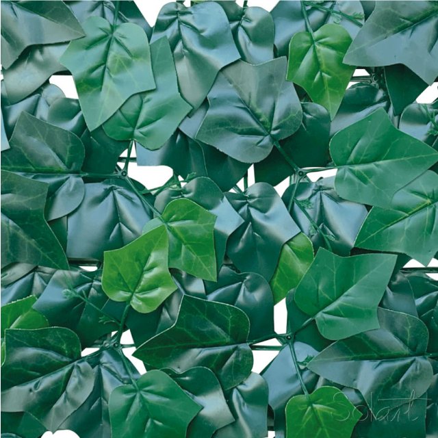Fagus Solart