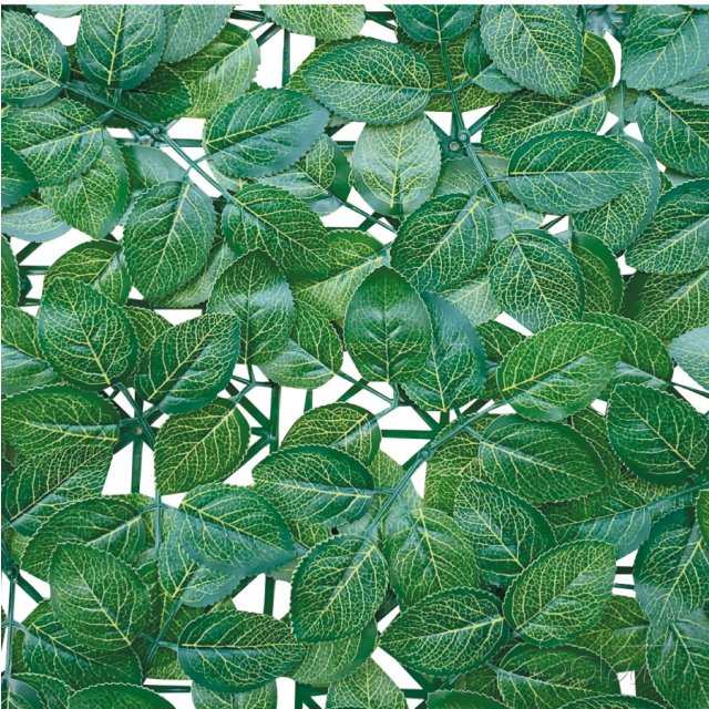 Fitonia Solart