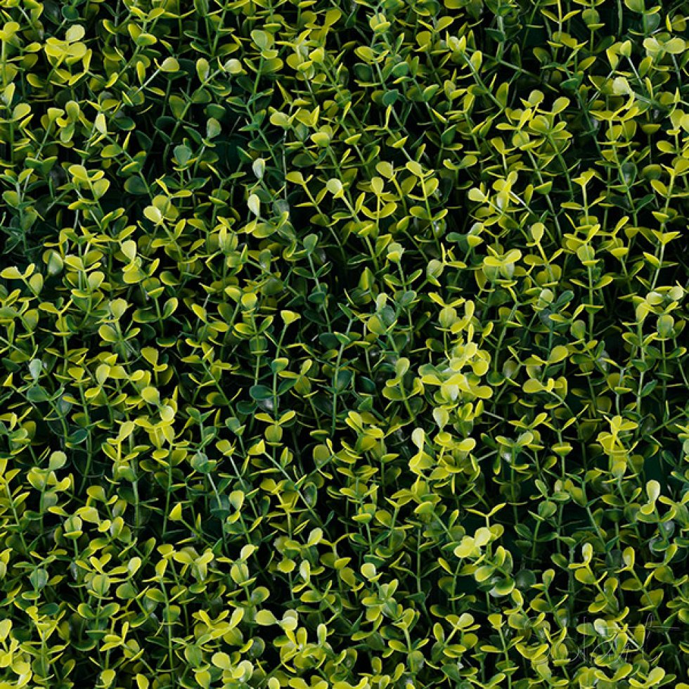 Yellow Boxus Solart