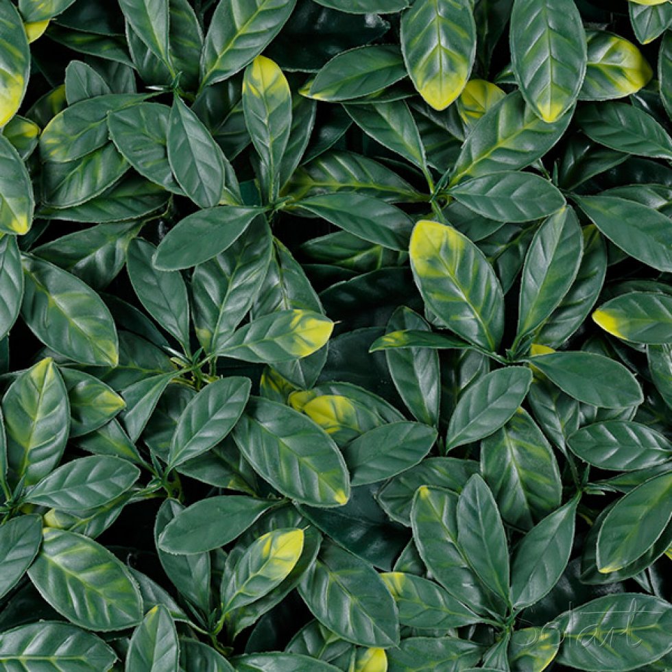 Laurel 