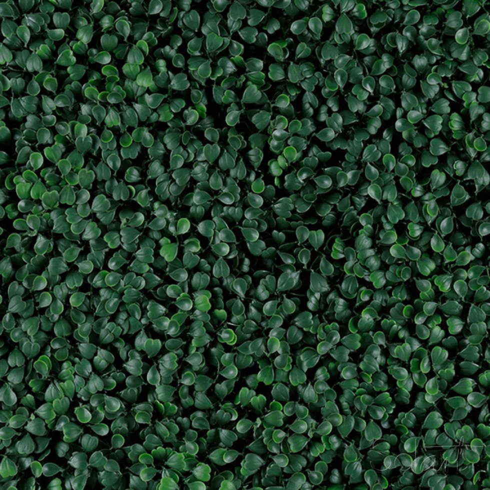 Green Boxus Solart