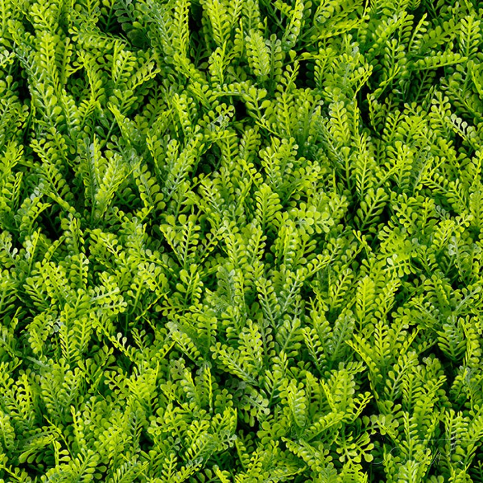 Fern Solart