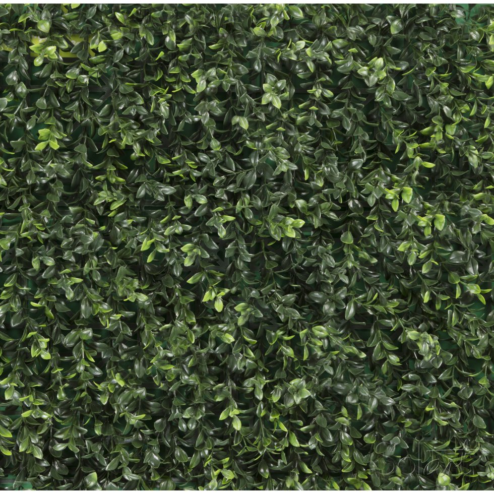 Boxwood Solart