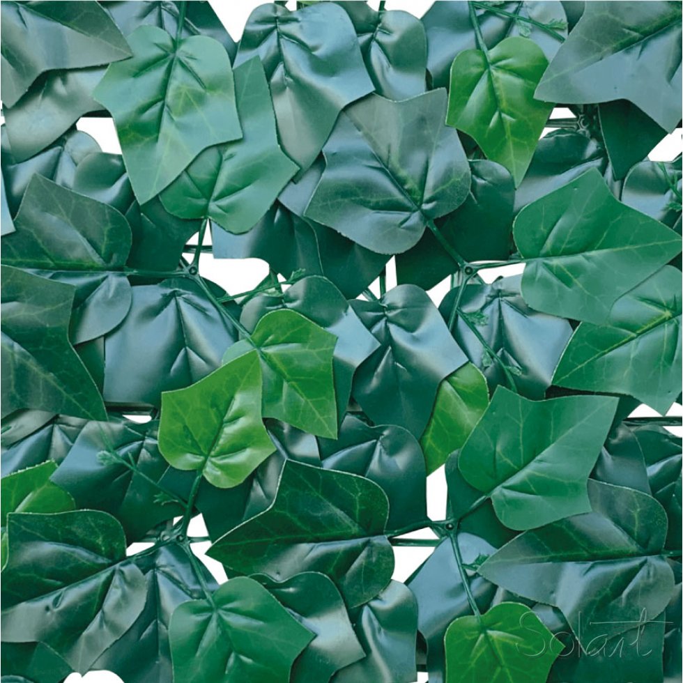 Fagus 